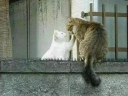 《两只小猫》儿童故事绘本分享