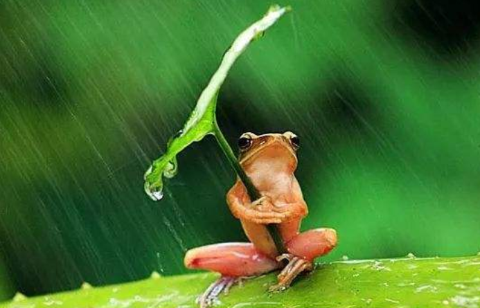 《雨中》儿童故事绘本分享,美文《雨中》儿童故事绘本分享