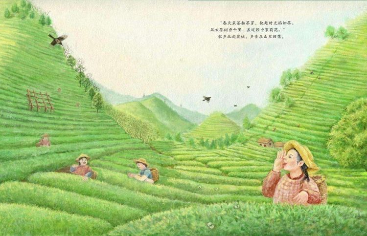 春茶文化的儿童绘本故事|春茶文化儿童故事分享|春茶文化绘本故事